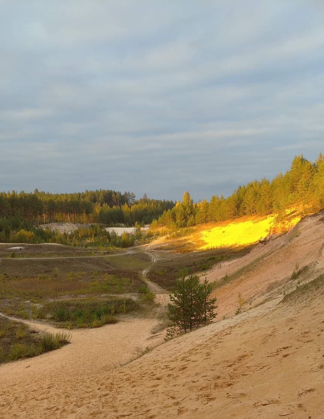 Kuldsed liivad