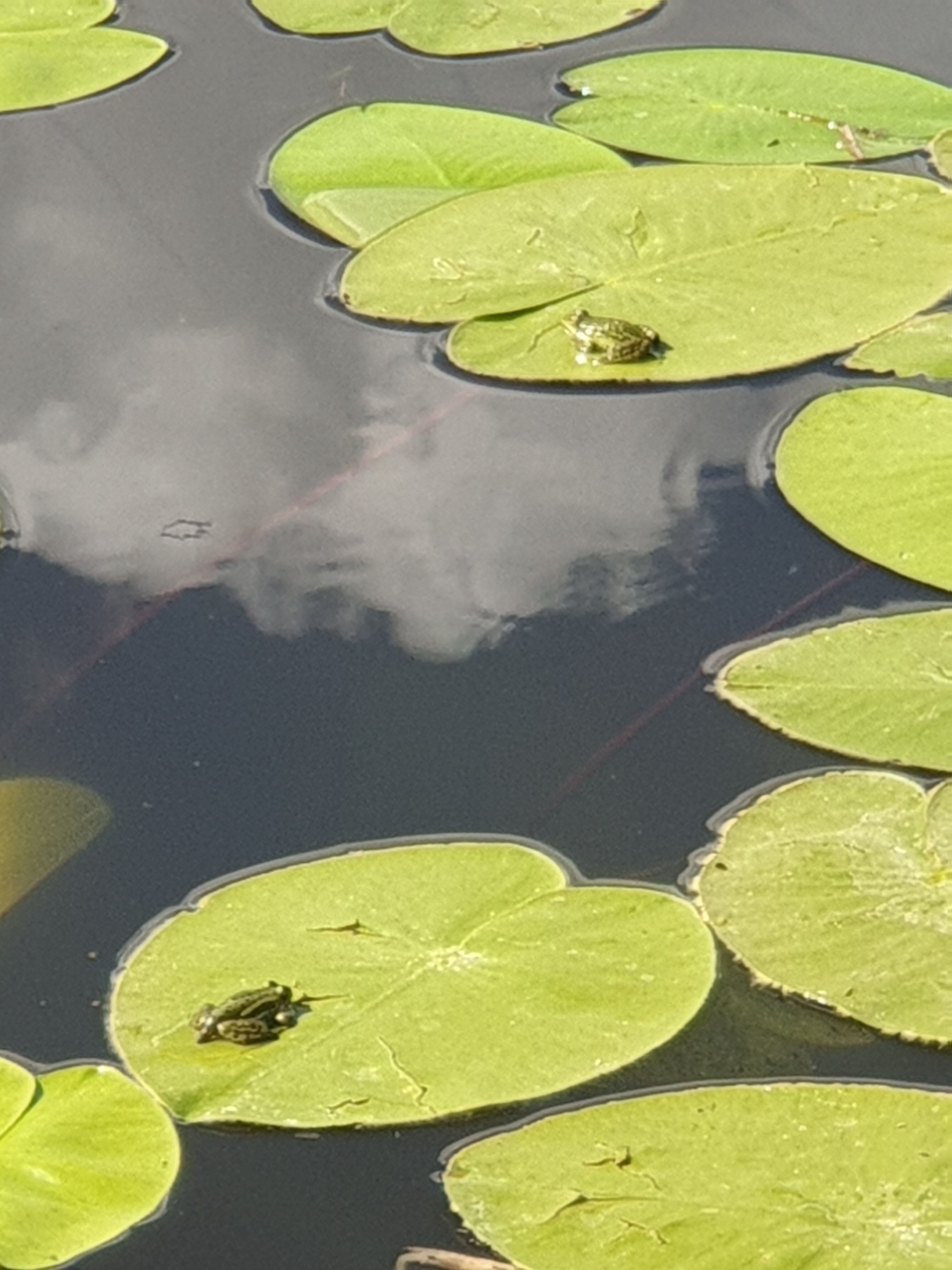 Kõik tahavad puhata🐸🐸