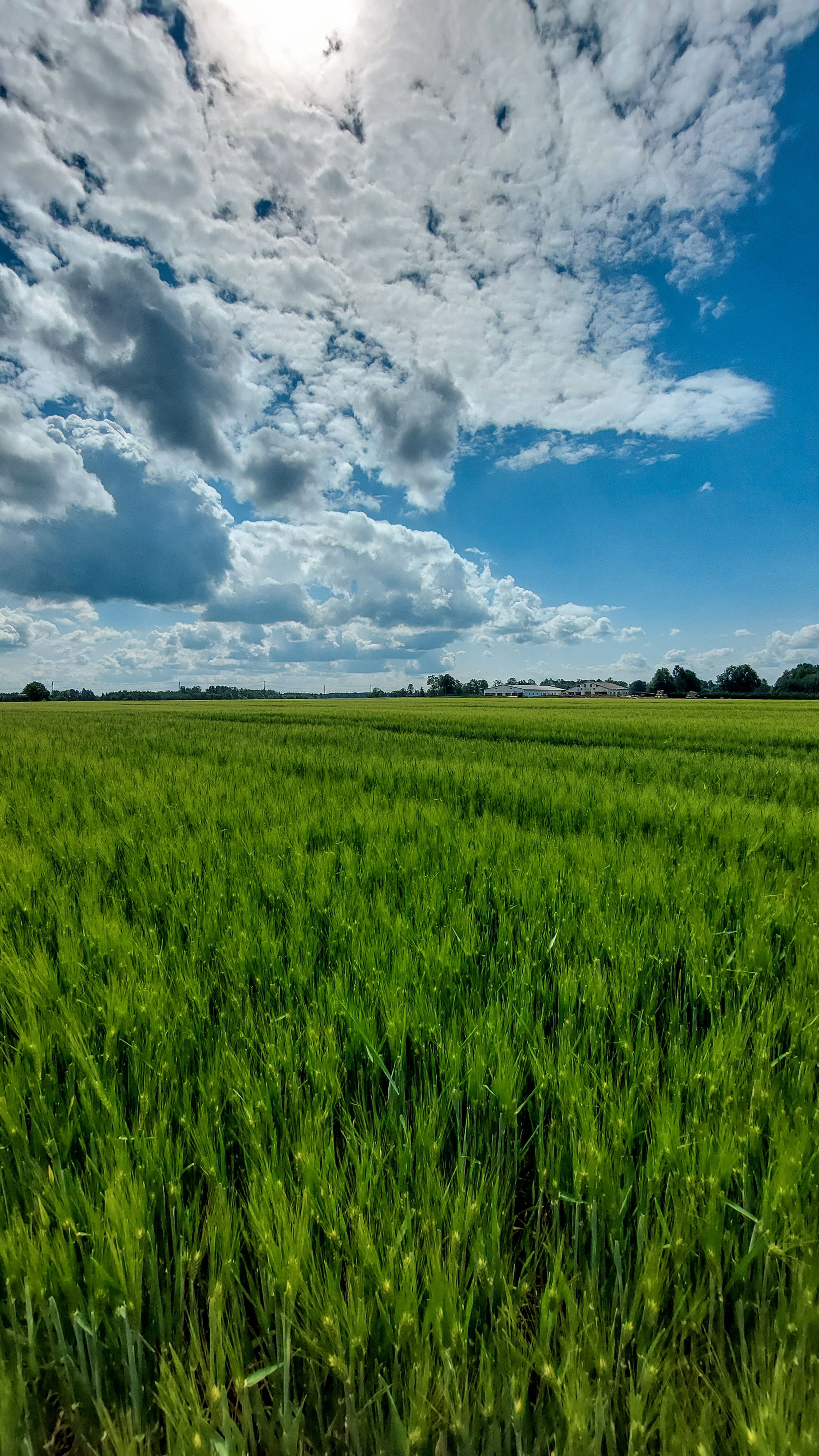 Viljapõld oma rikkuses. 🌾