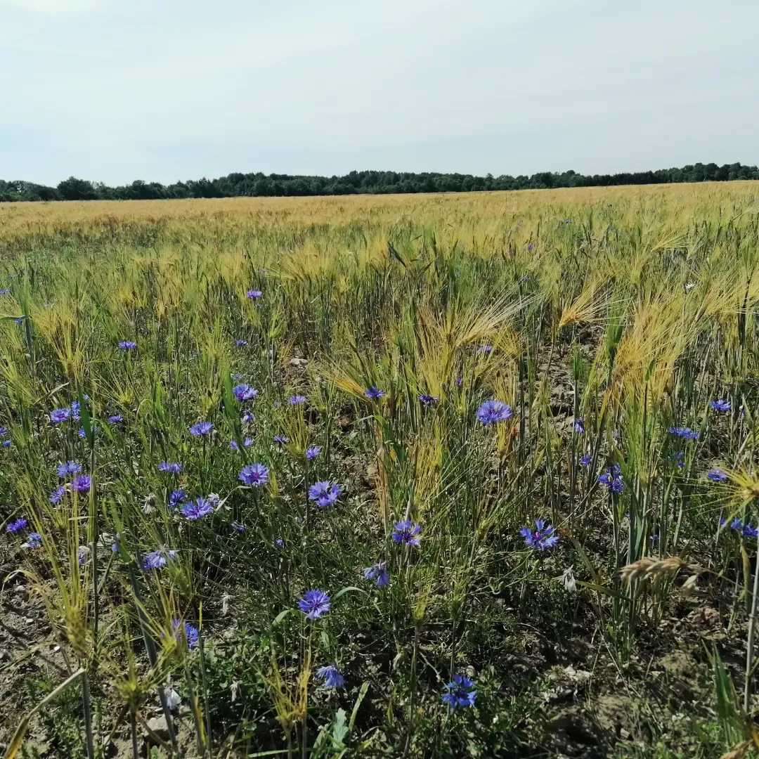 Eesti moodi paradiisi põllud 🌾