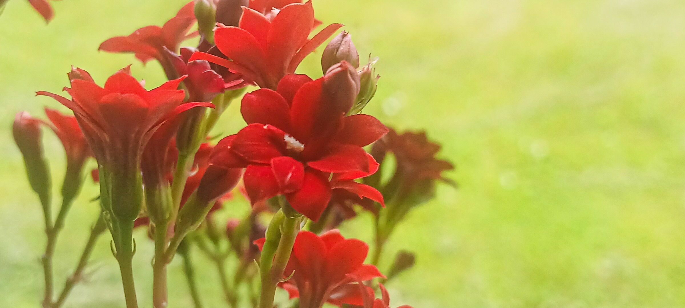 🌸 Õied, mis räägivad vaikuses.