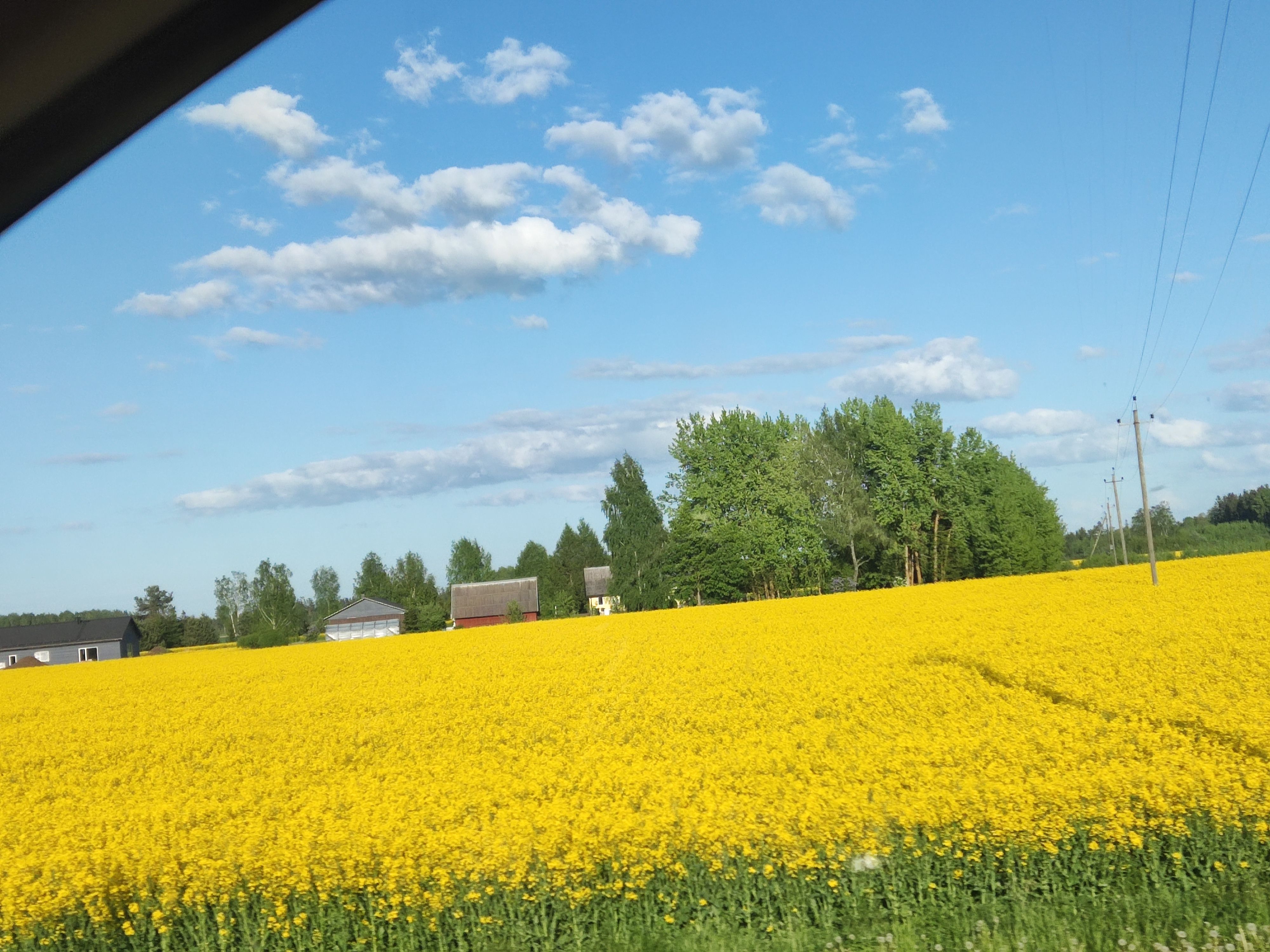 Ilus kollane põld päikse paistel 🤗