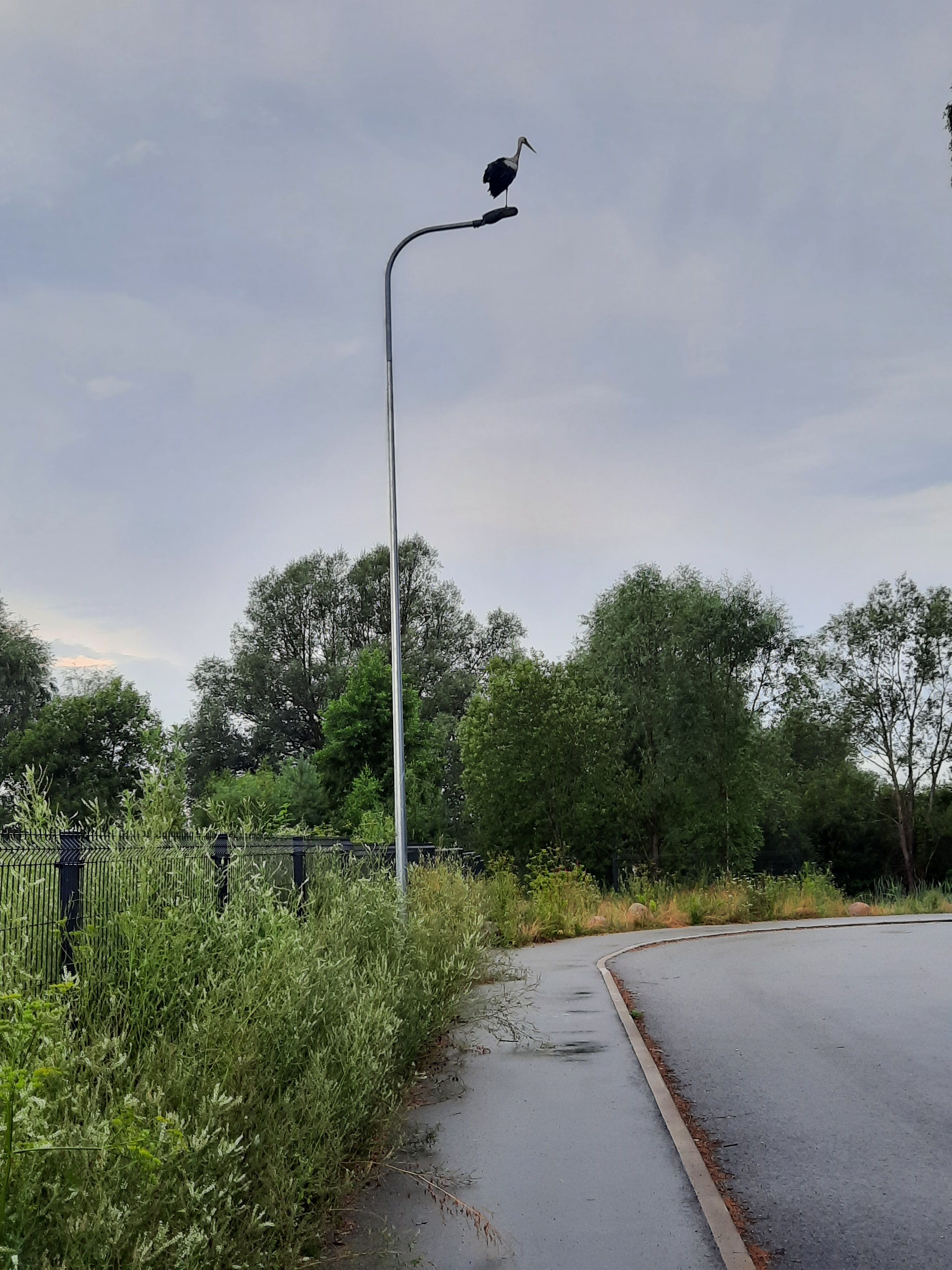 Toonekurg ühel ilusal suveõhtul.