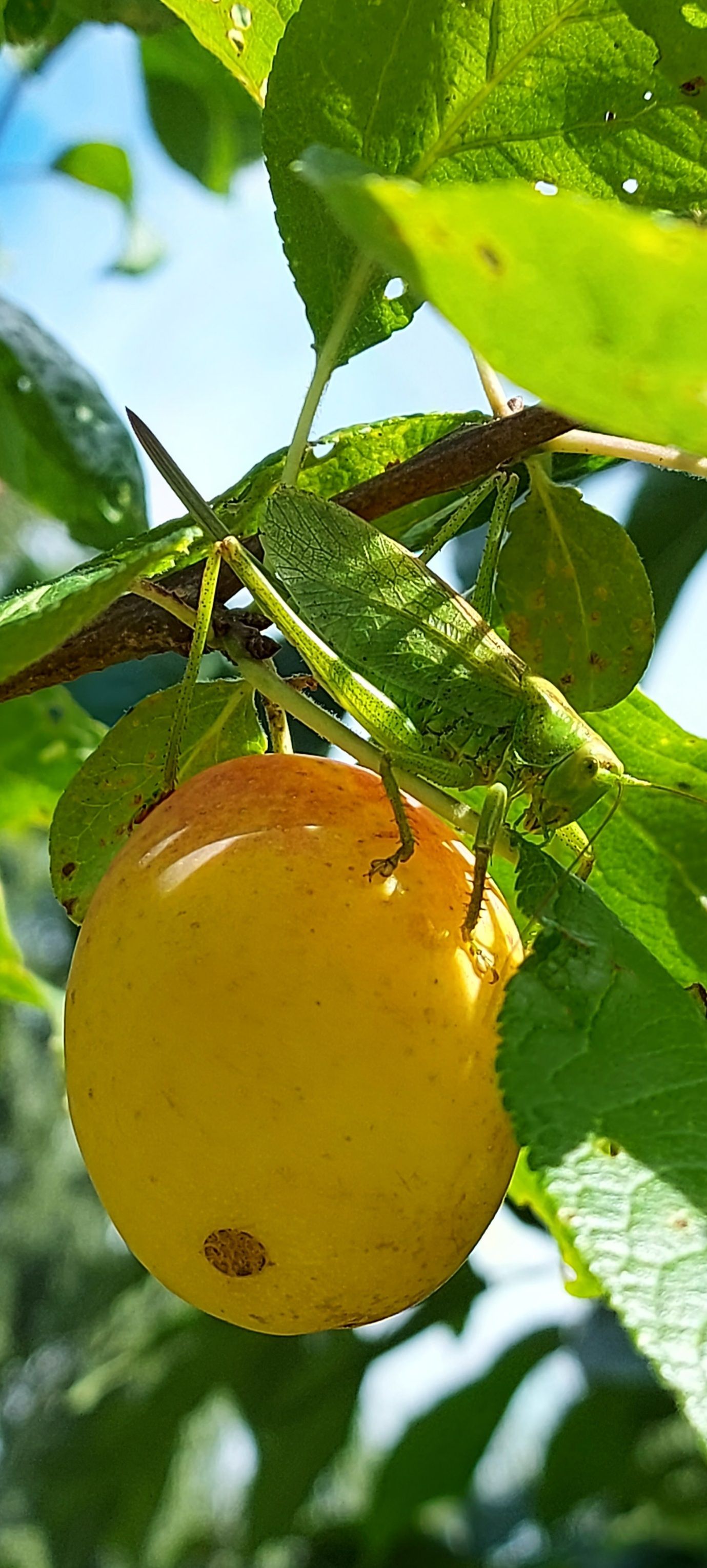 Oma aia ploom "Ance" ja ritsikas kontserdipausil.