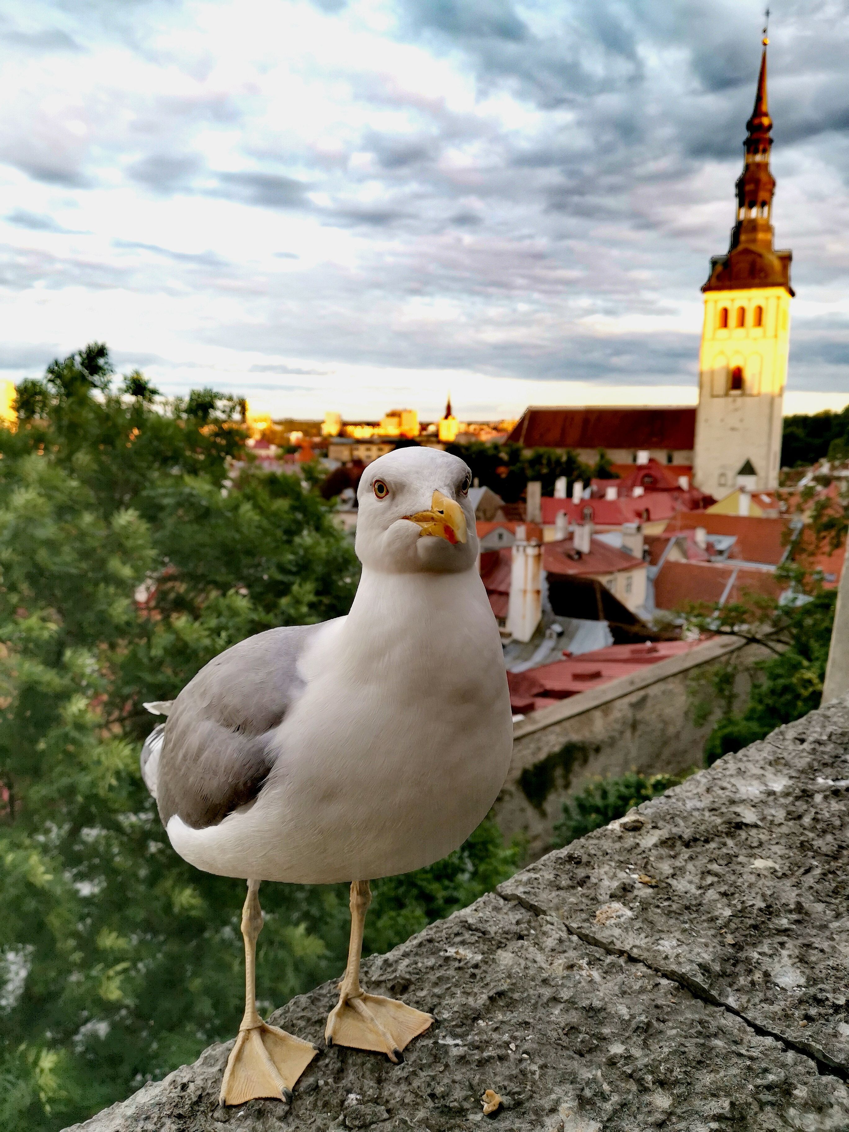 Tallinn ja Kajakas 