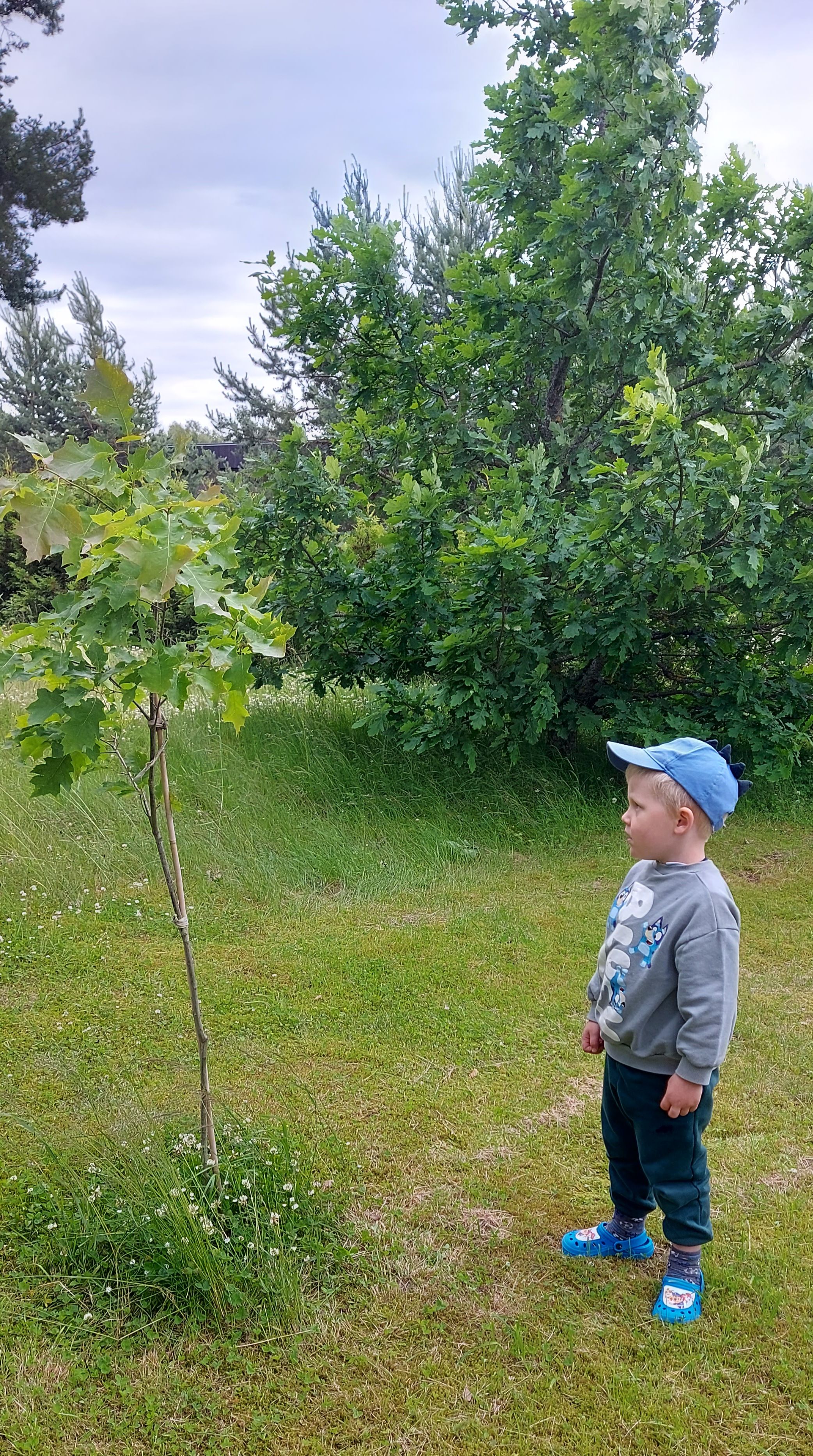 Poiss ja puu. Istutatud aastasel sünnipäeval.