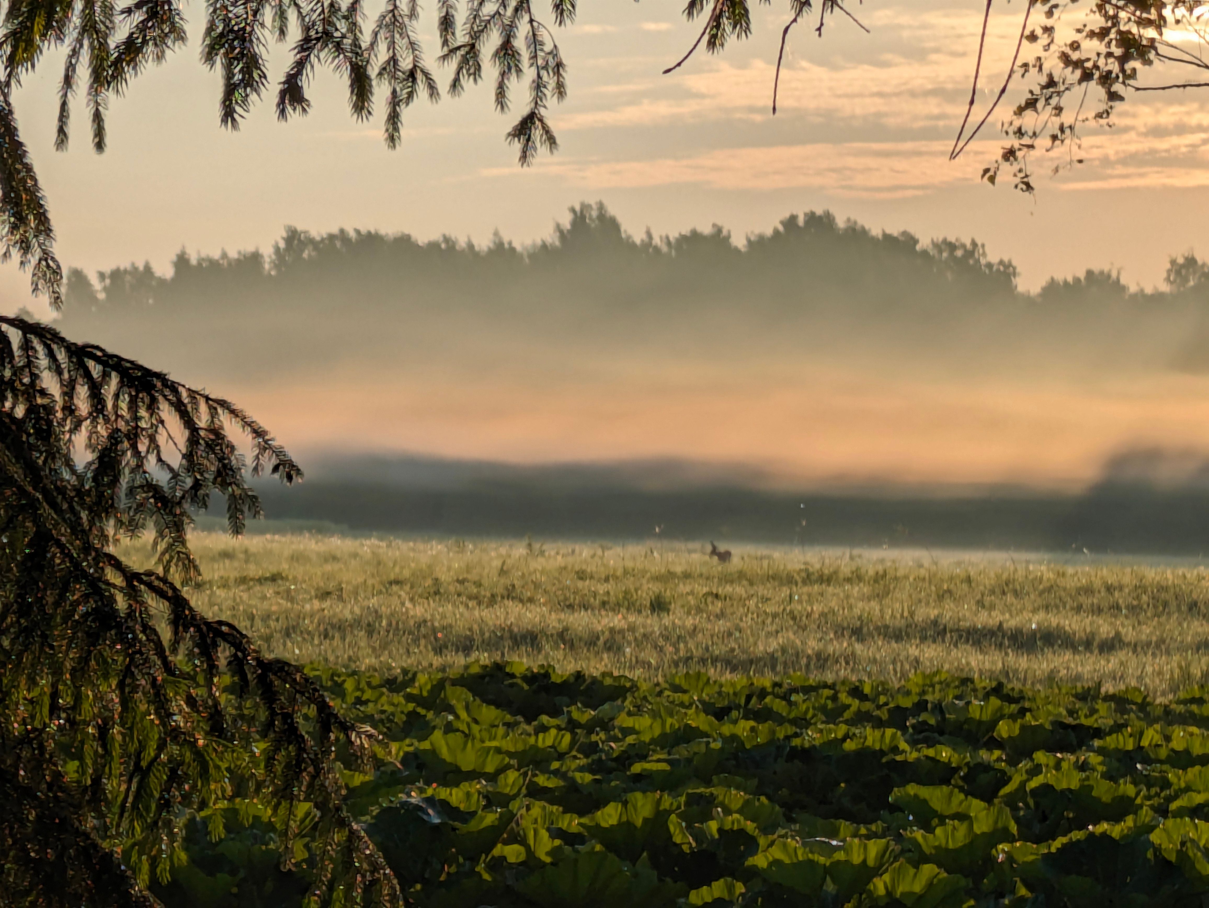 Kitsed hommikusel põllul