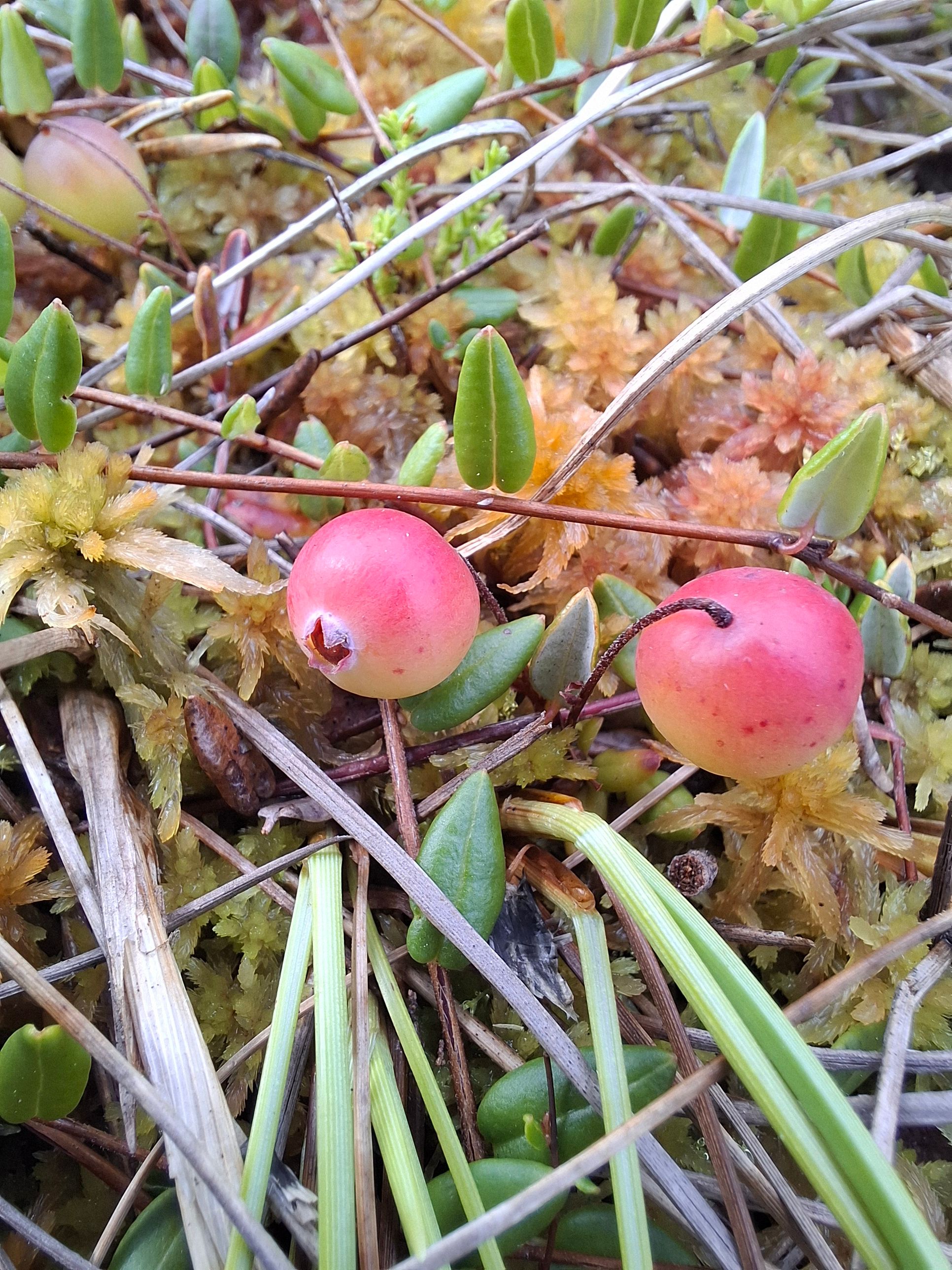 Natukene veel, natukene veel, võite tulla meid nopima.