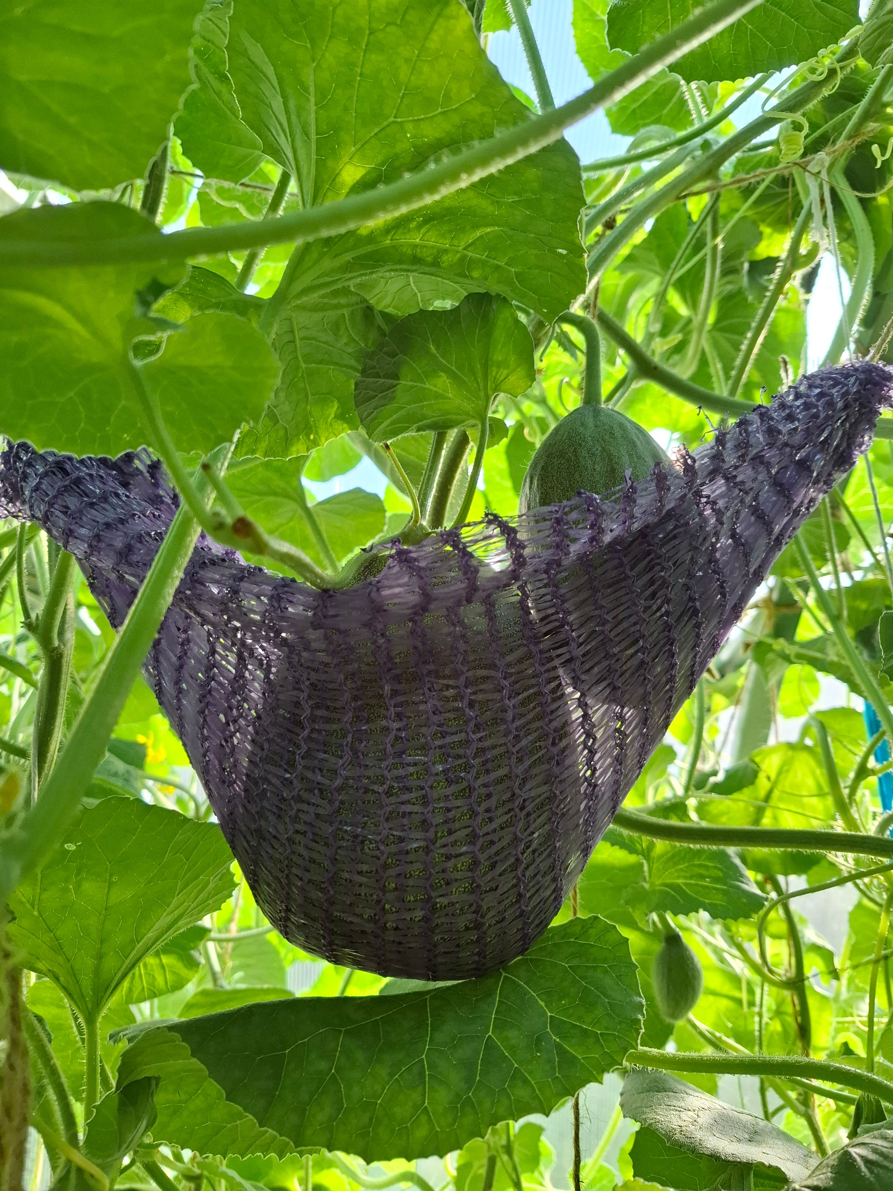 Melonid
