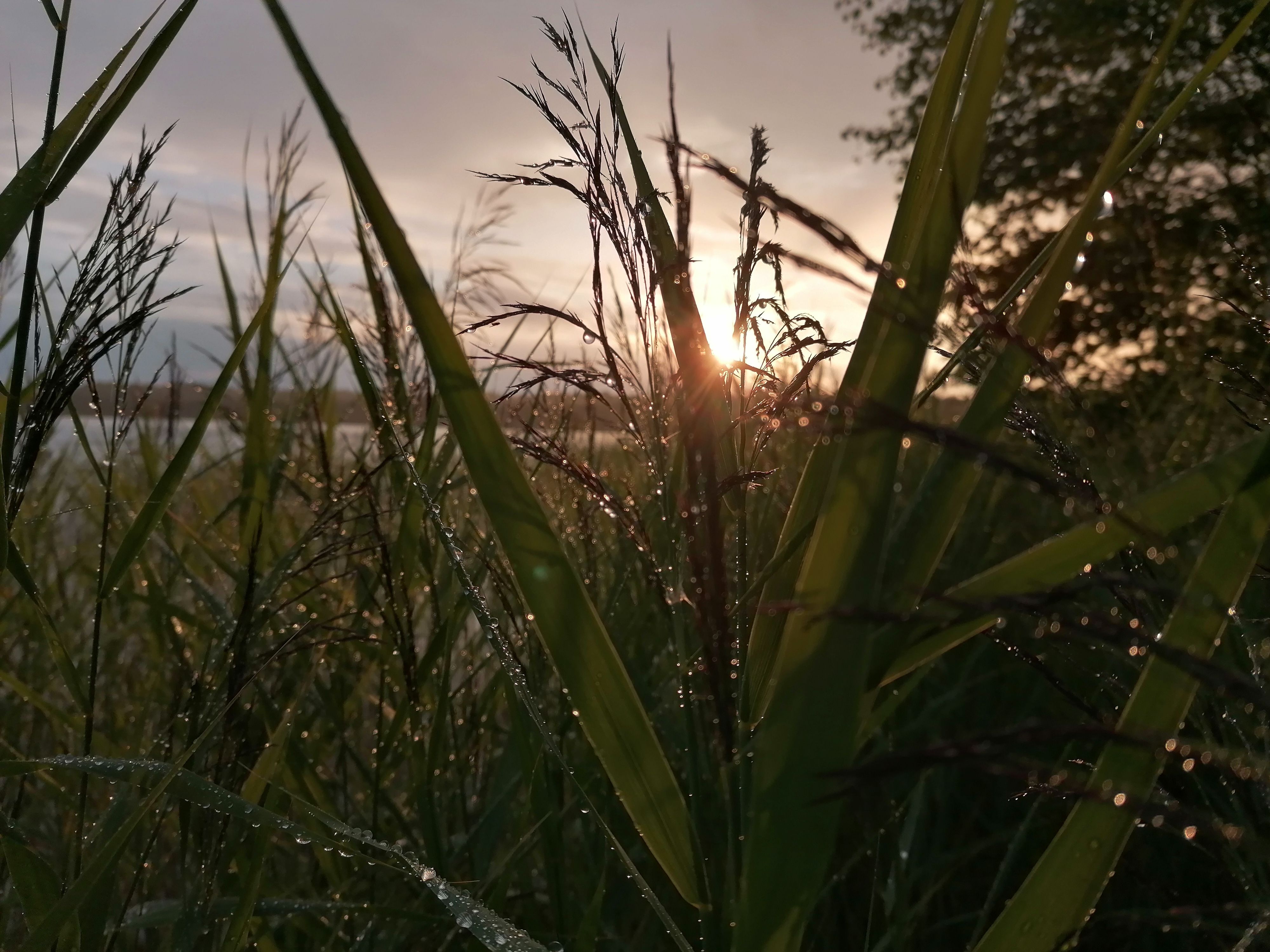 Suveõhtu
