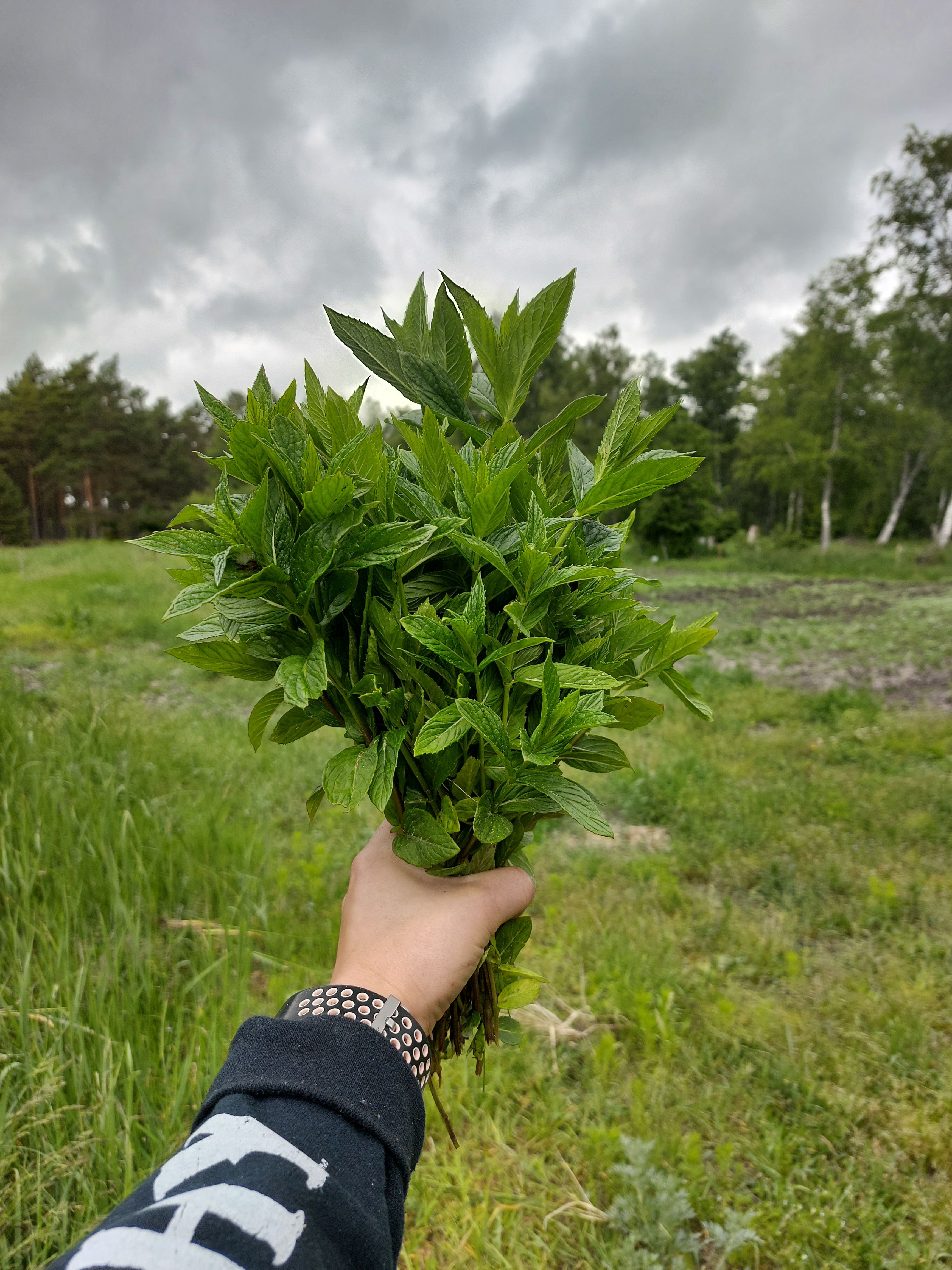 Oma pöllu piparmünt.