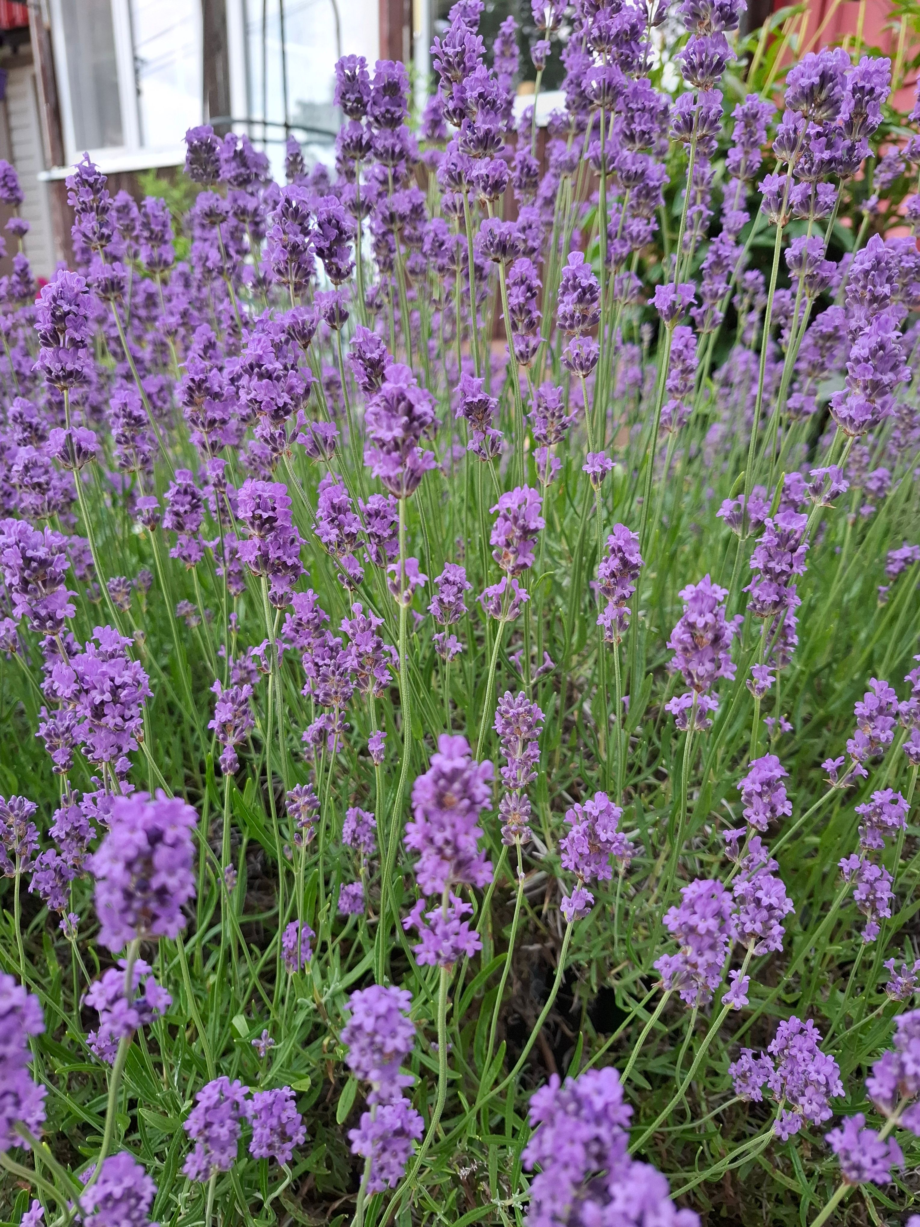 Lõhnav lavendel