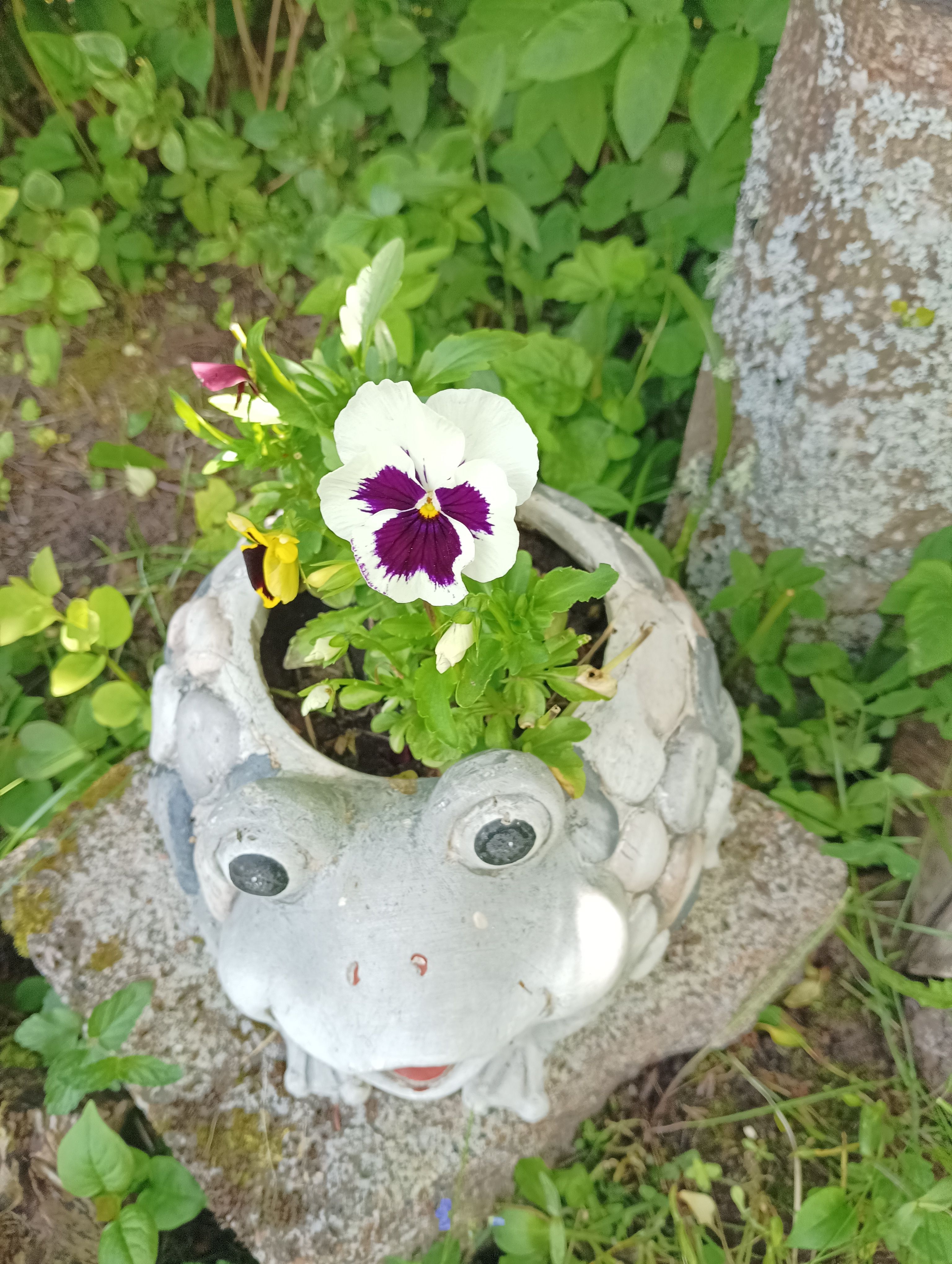 Minu aia 🐸