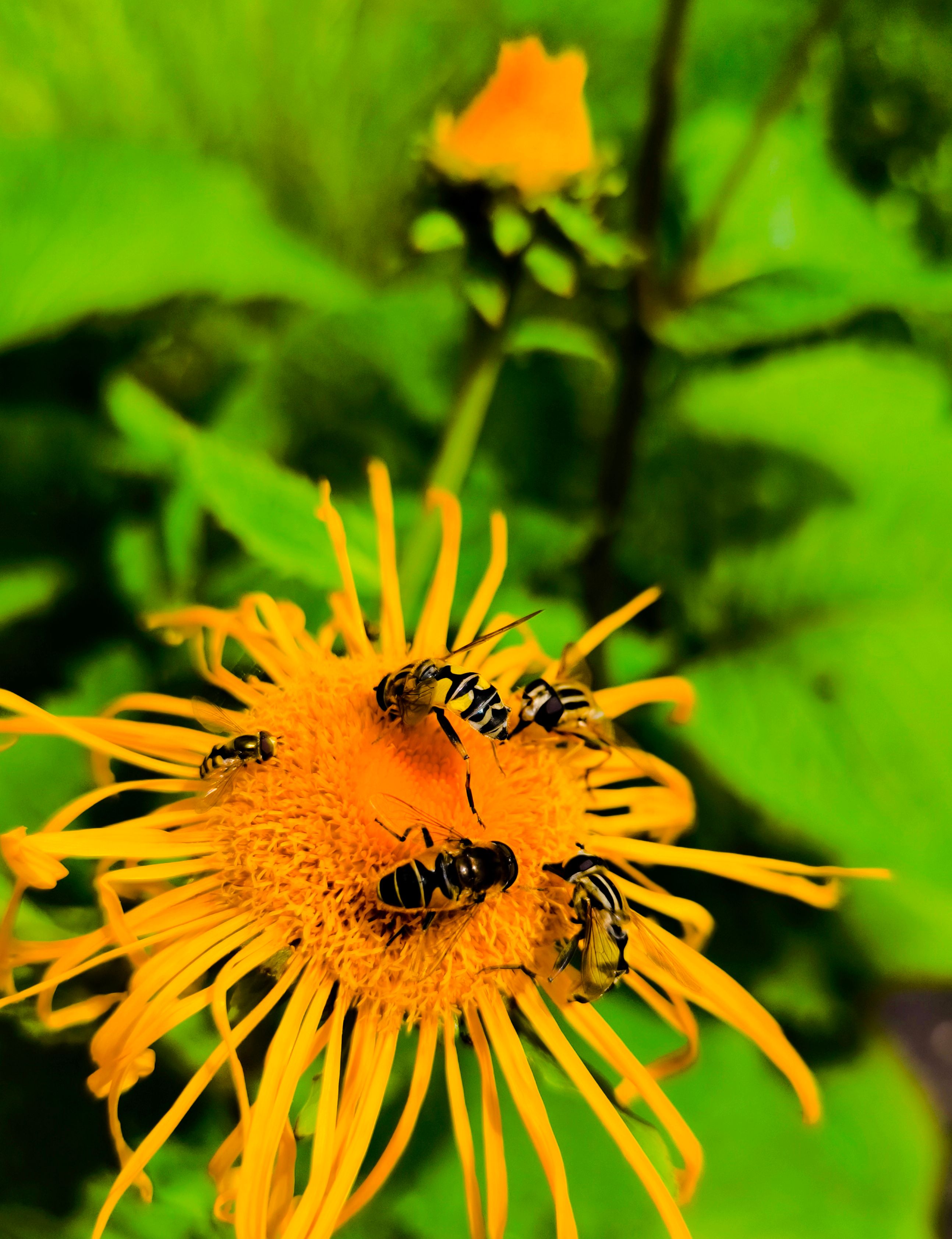 Maiustamas
