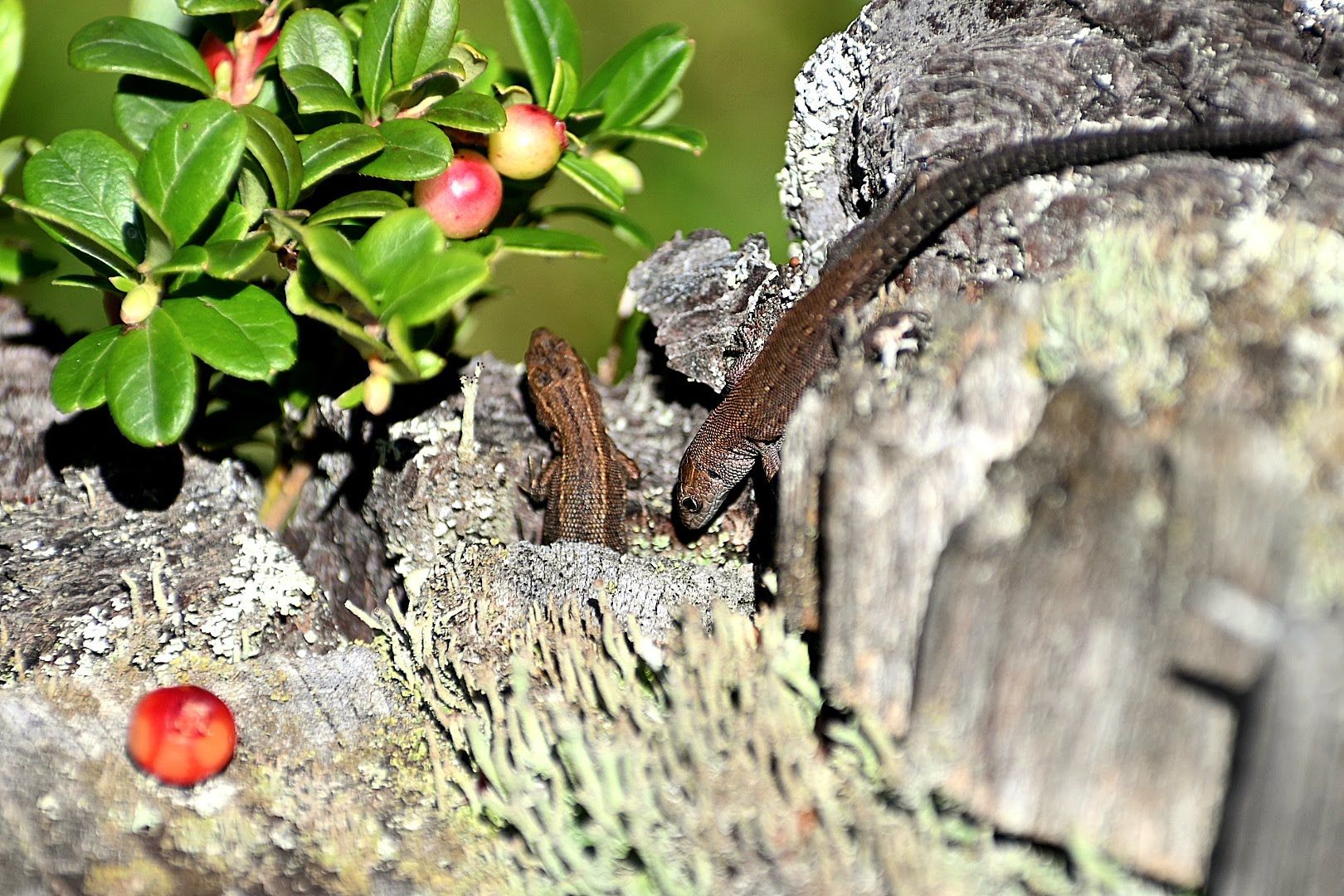 Natuke aravõitu poosetajad. Tuli pikalt oodata, et mõned klõpsud saaks. 