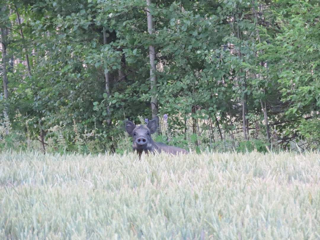 Sigaduse tipp, sõkkuda vilja😀