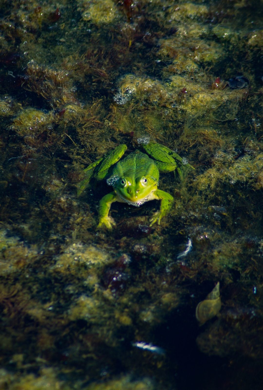 Konnahärra nautimas suve.
