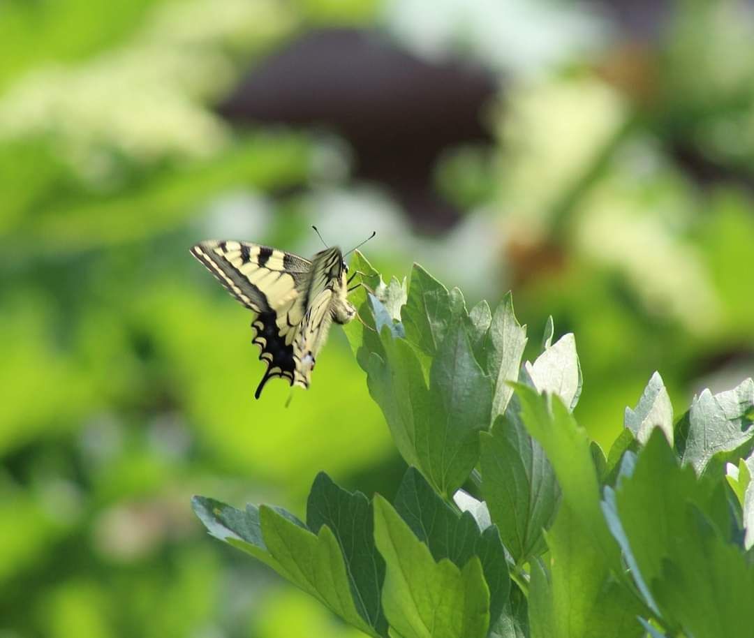 Elu esimene pääsusaba🦋