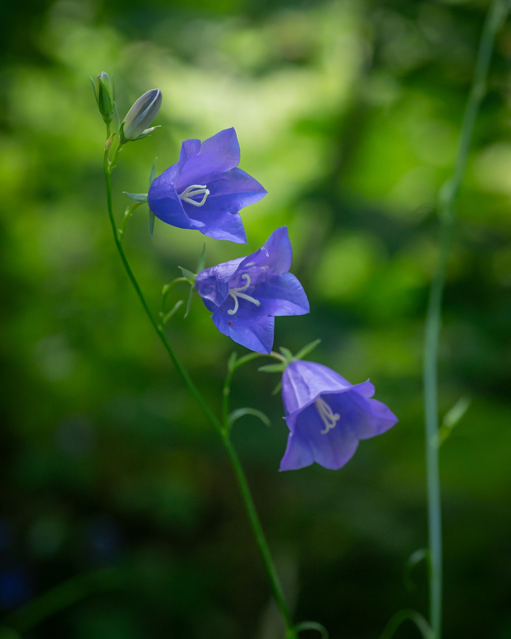 Campanula persicifolia