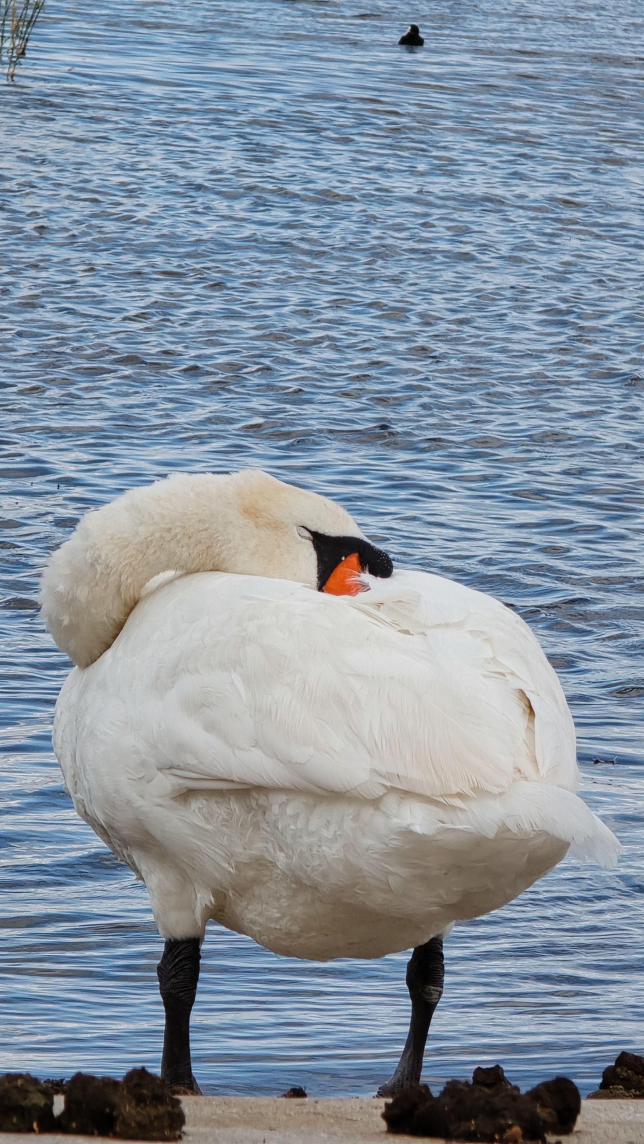 Haapsalu promenaadi uinak