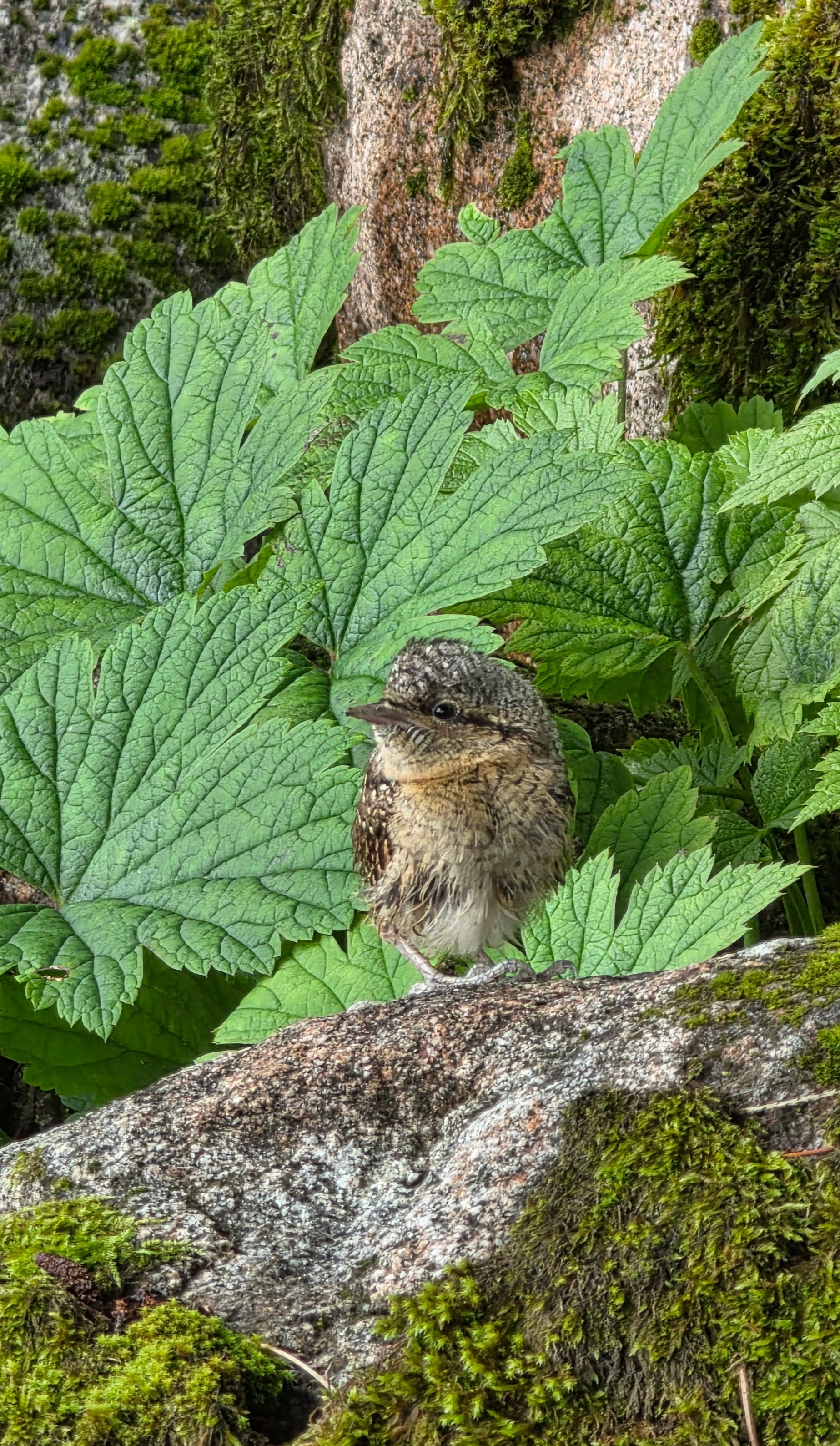 Väike väänkael