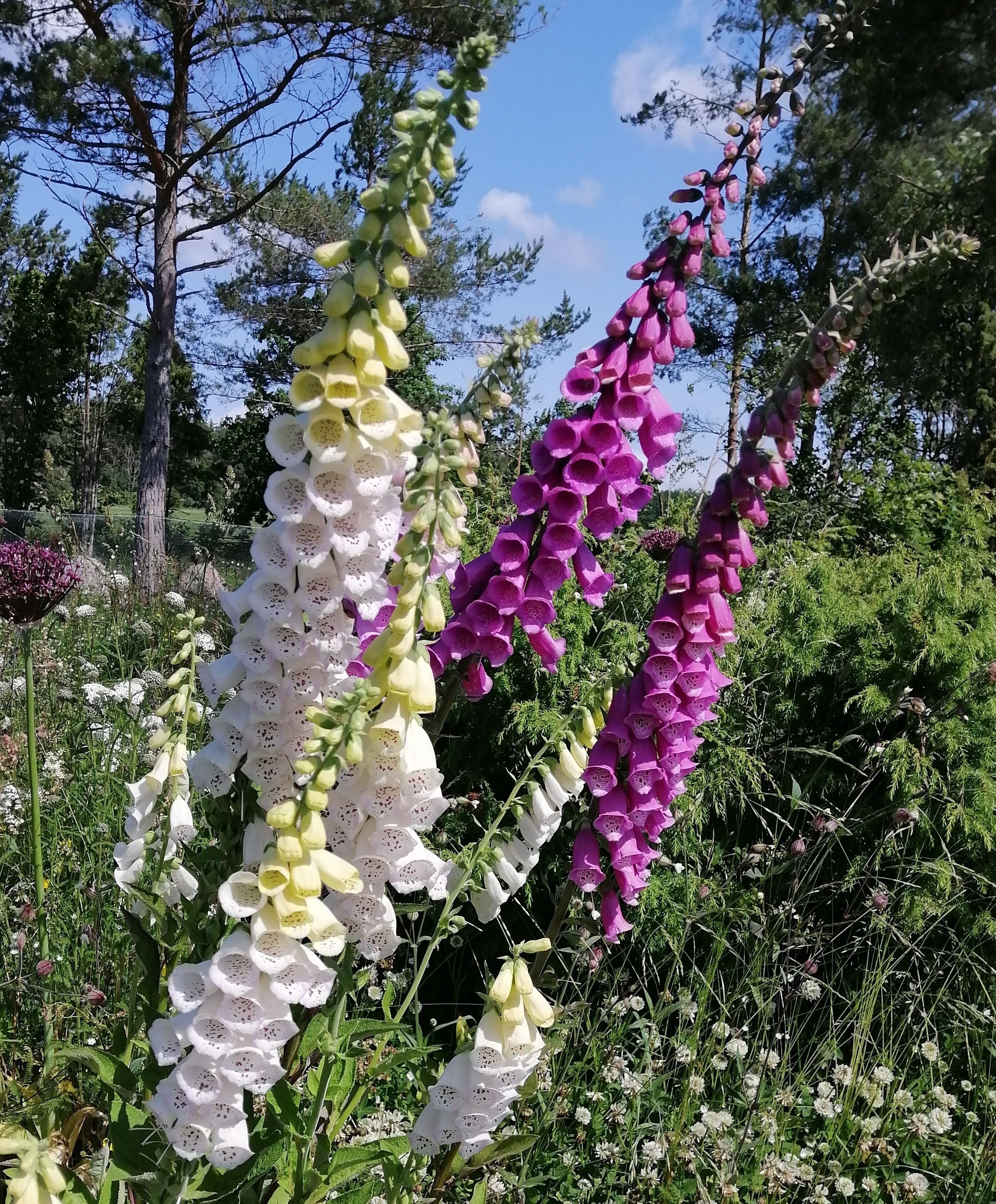 Saaremaa Lilleilu