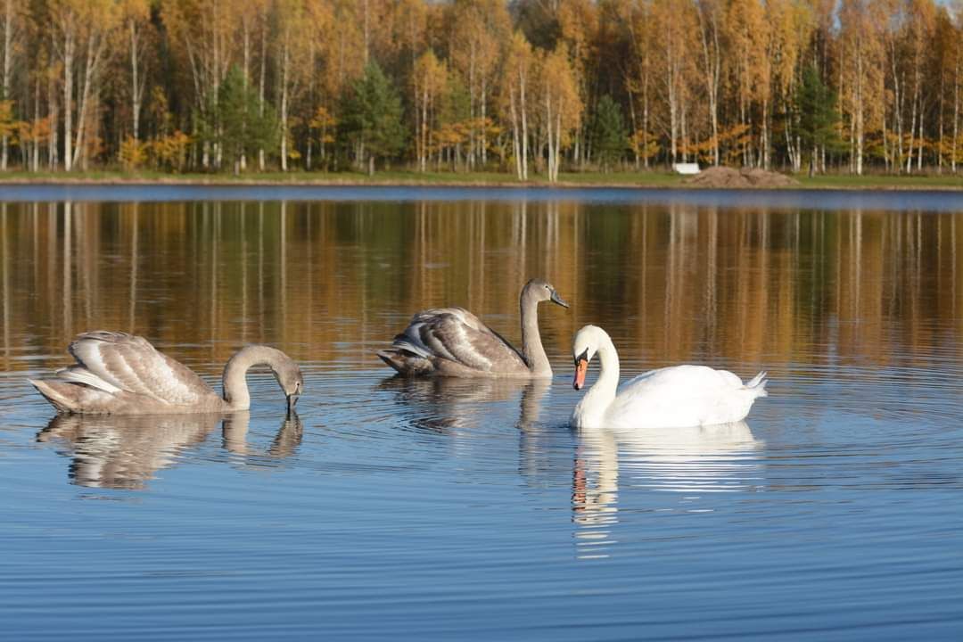 Türi tehisjärv