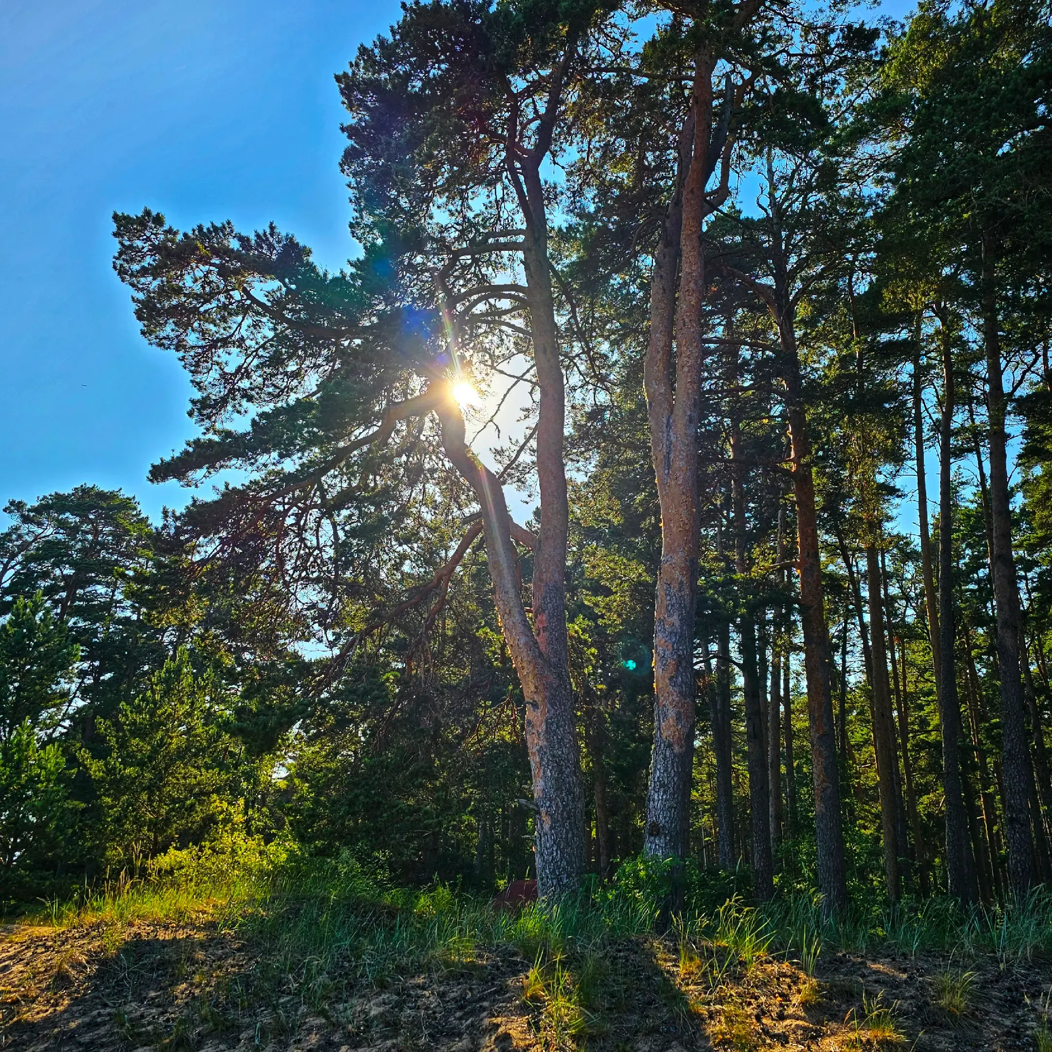 Kauksi. 