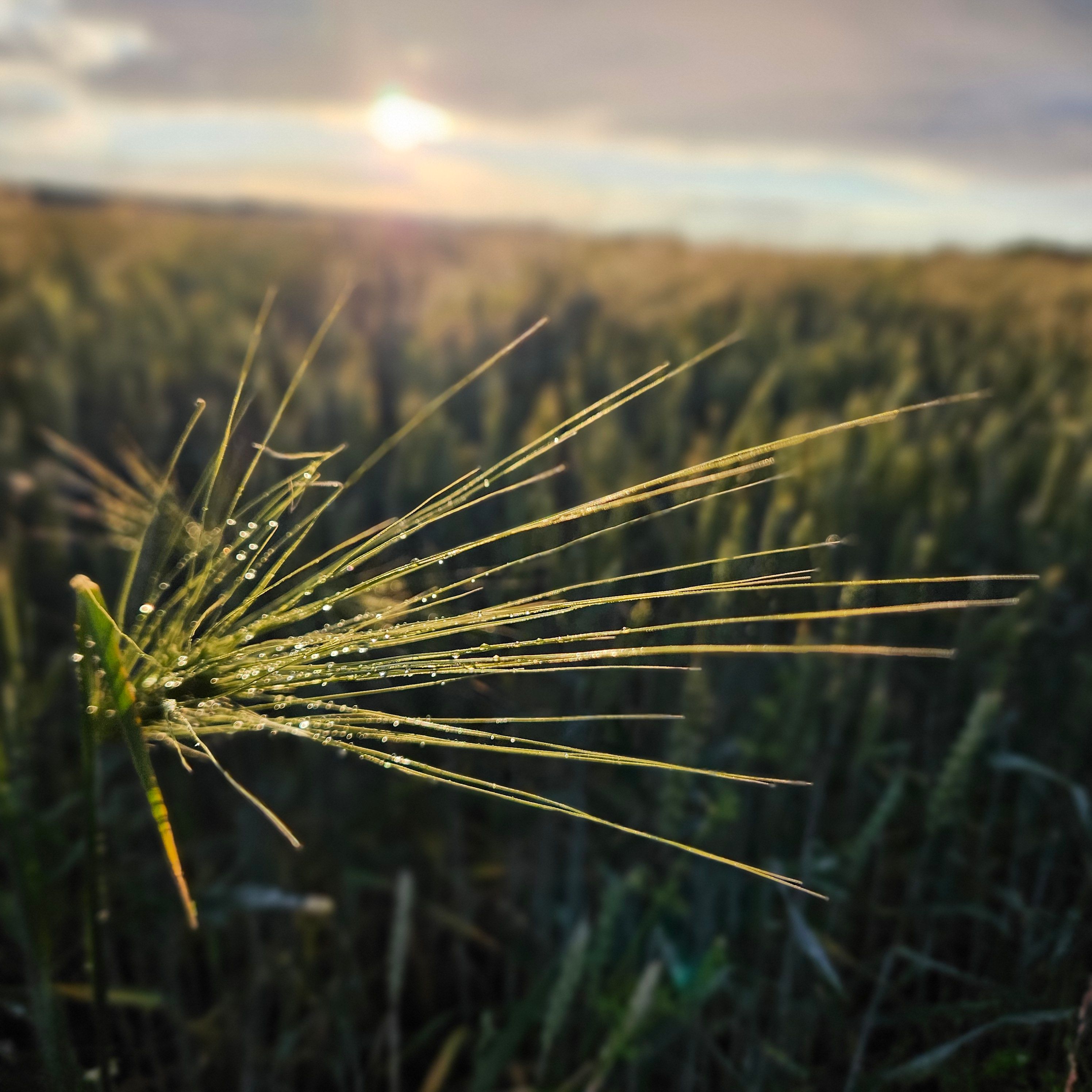 Viljapõld peale vihma, päikeseloojangul