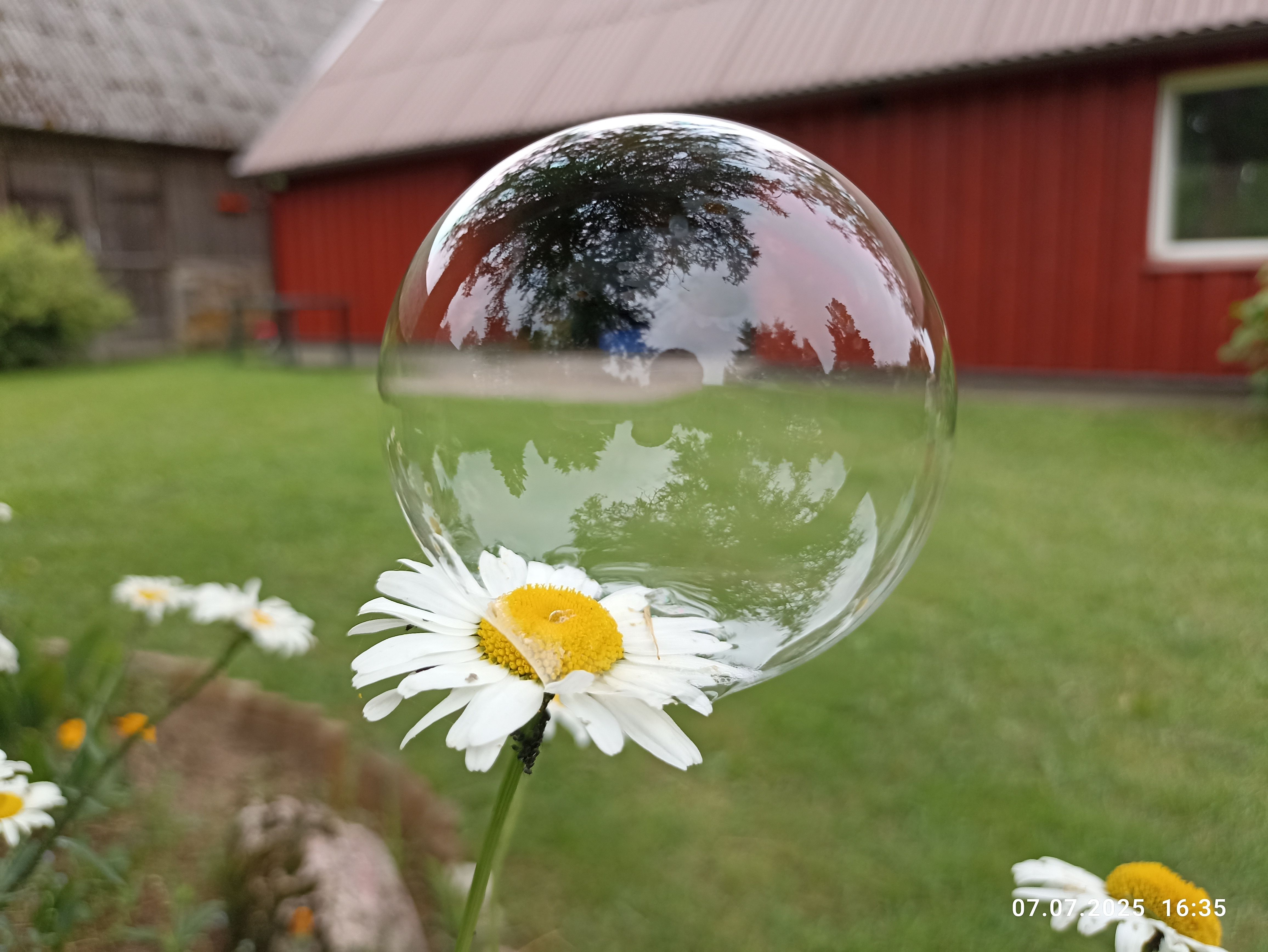 Õhkõrn 🌼