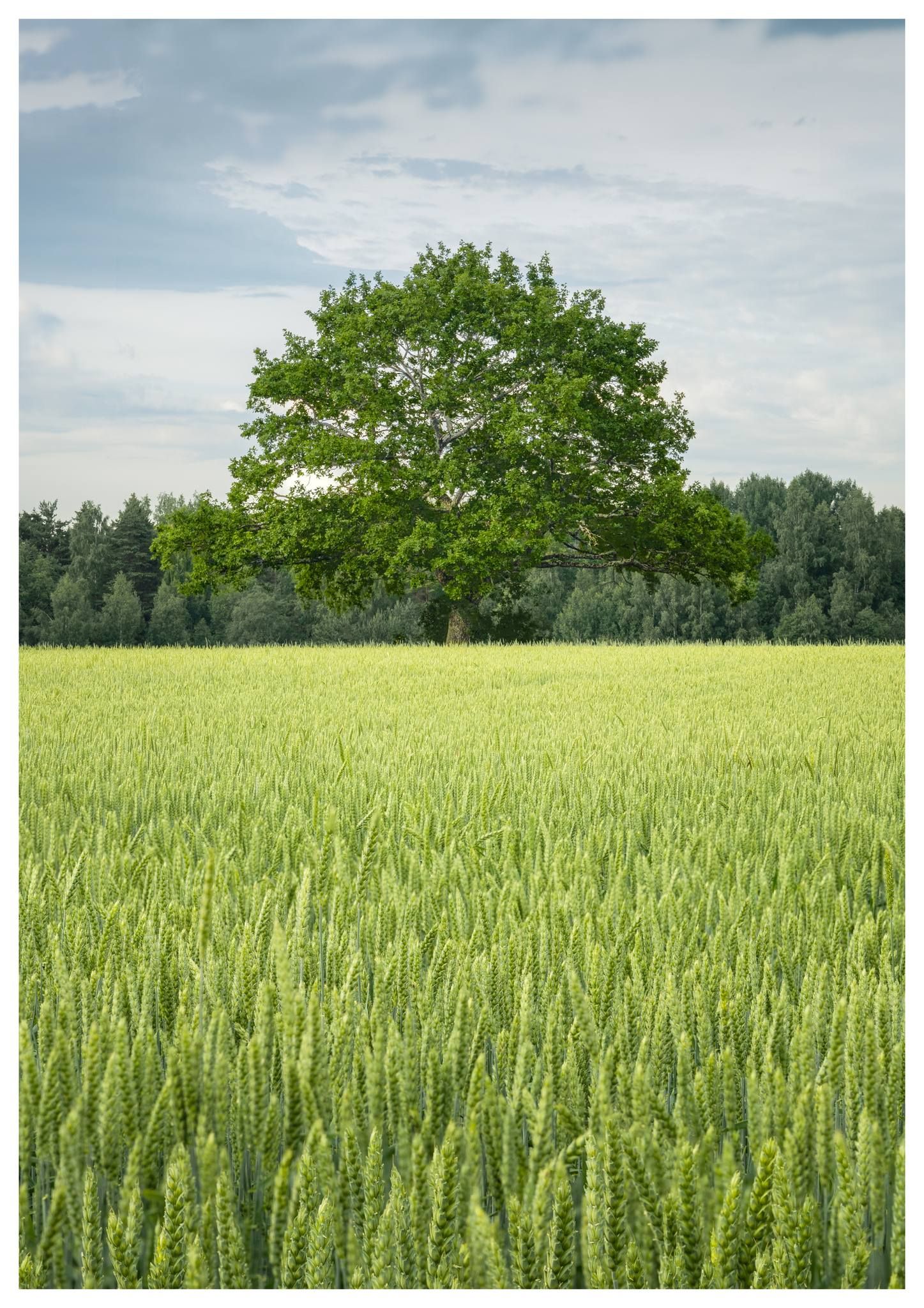 Võimas tamm