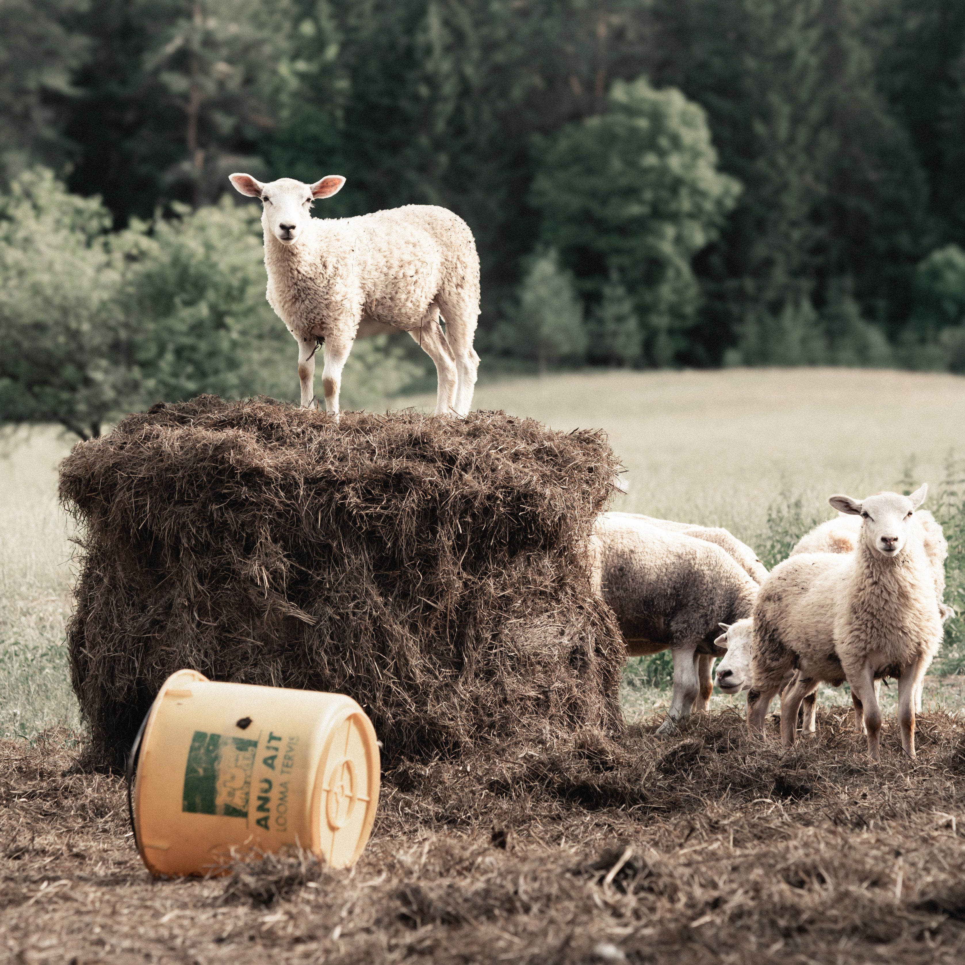 Farmivalvurid tööpostilt!🐑